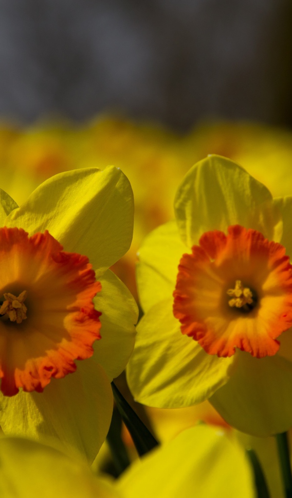 Поле желтых цветов