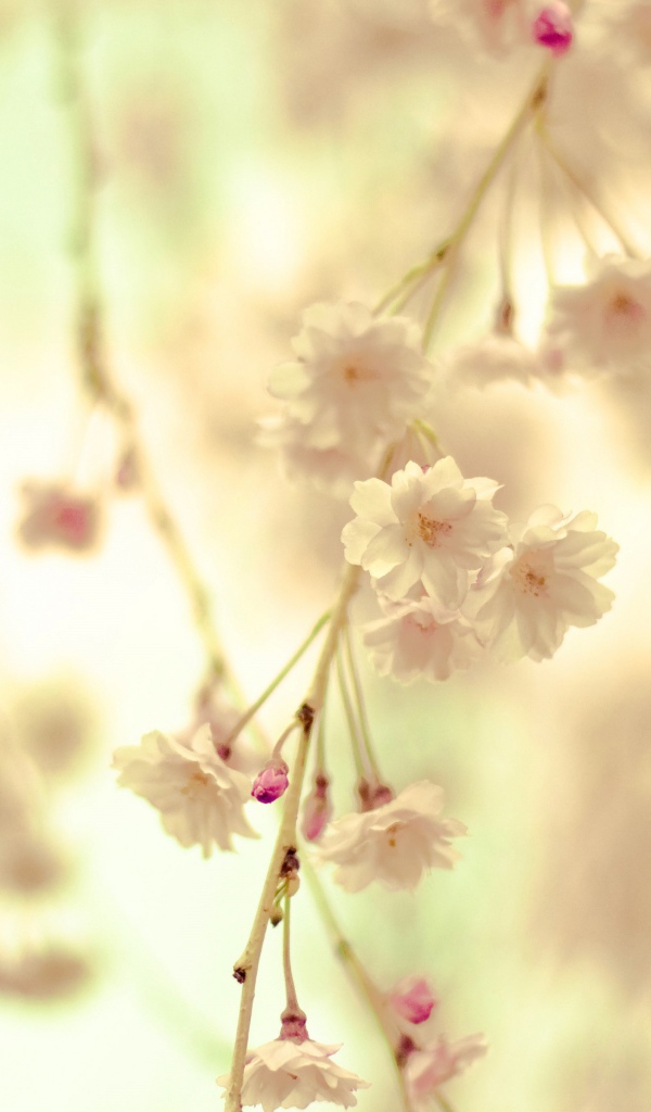 Цветочная веточка