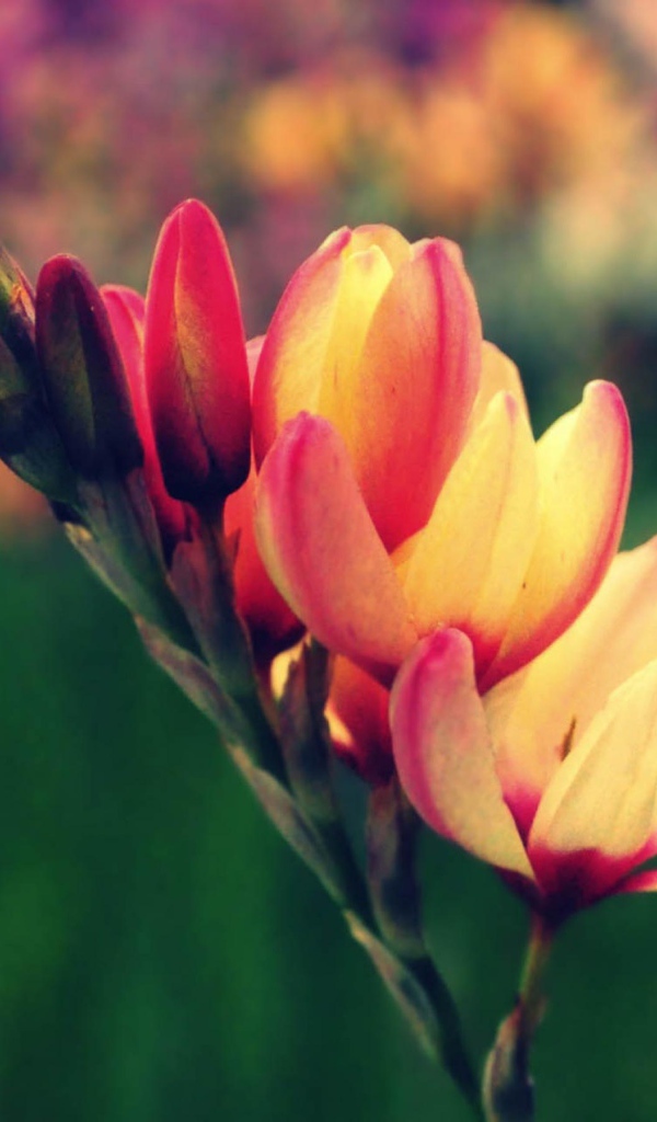 Цветы в саду