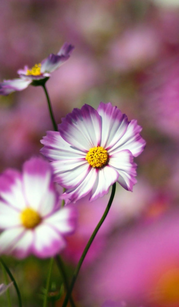 Цветы с желтым центром