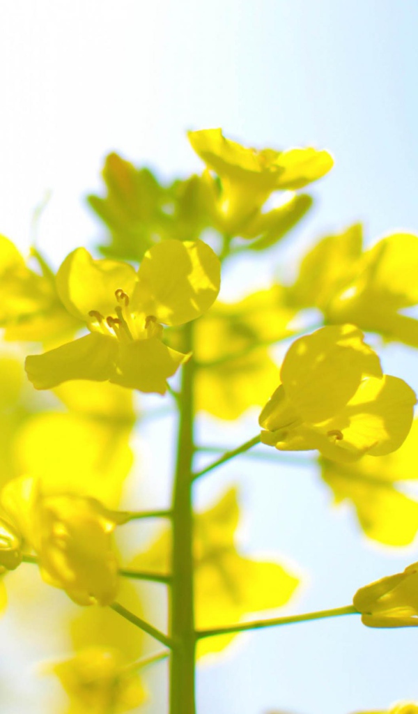 Нежные цветы