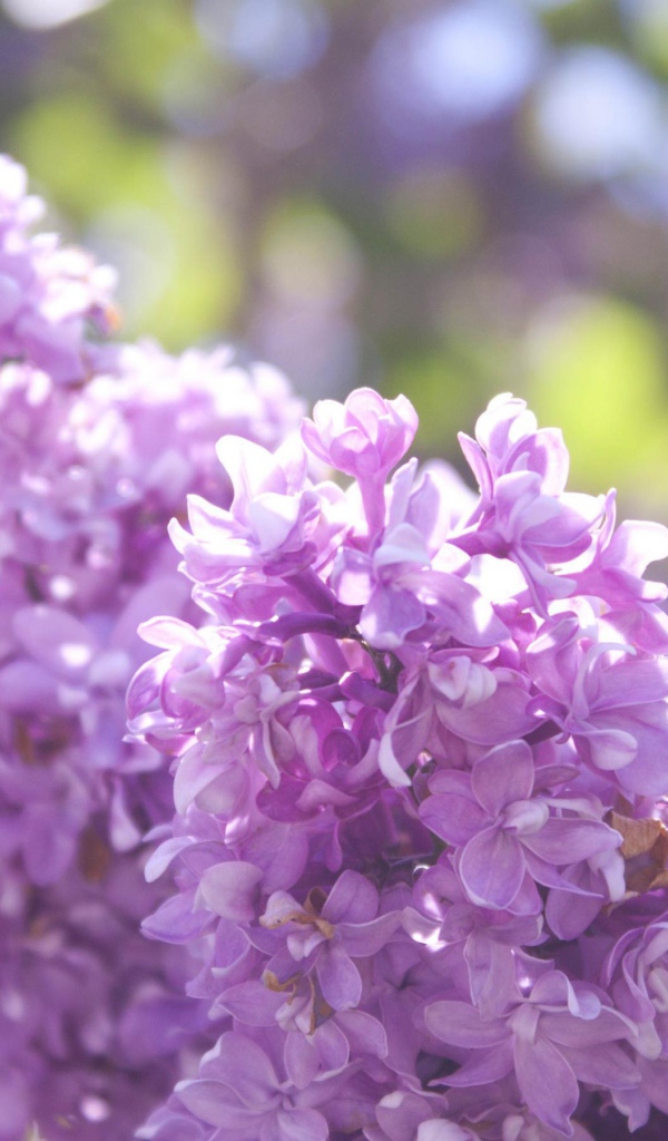 Нежная сирень