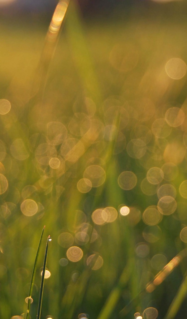 Одинокий цветочек