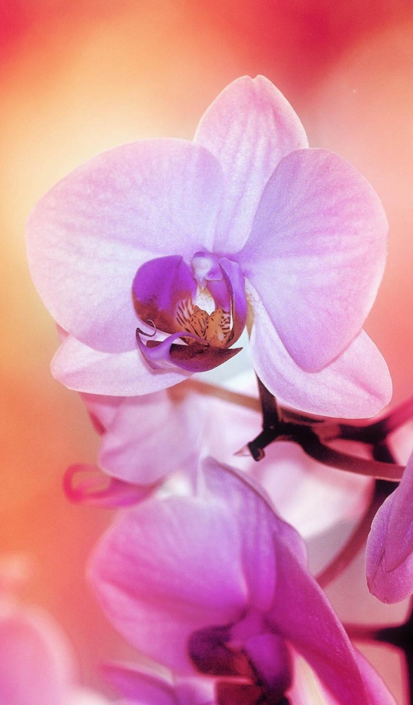 Цветы орхидеи