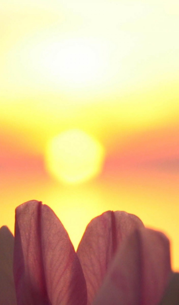 Лепестки на фоне солнца