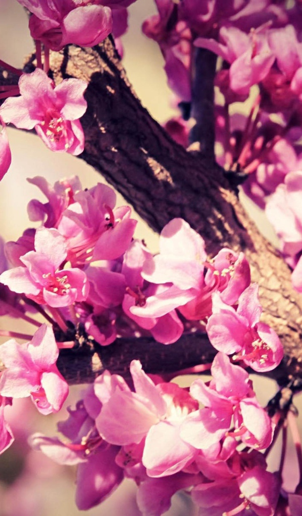 Розовый расцвет