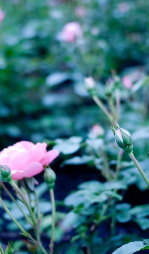 Розовые полевые цветы