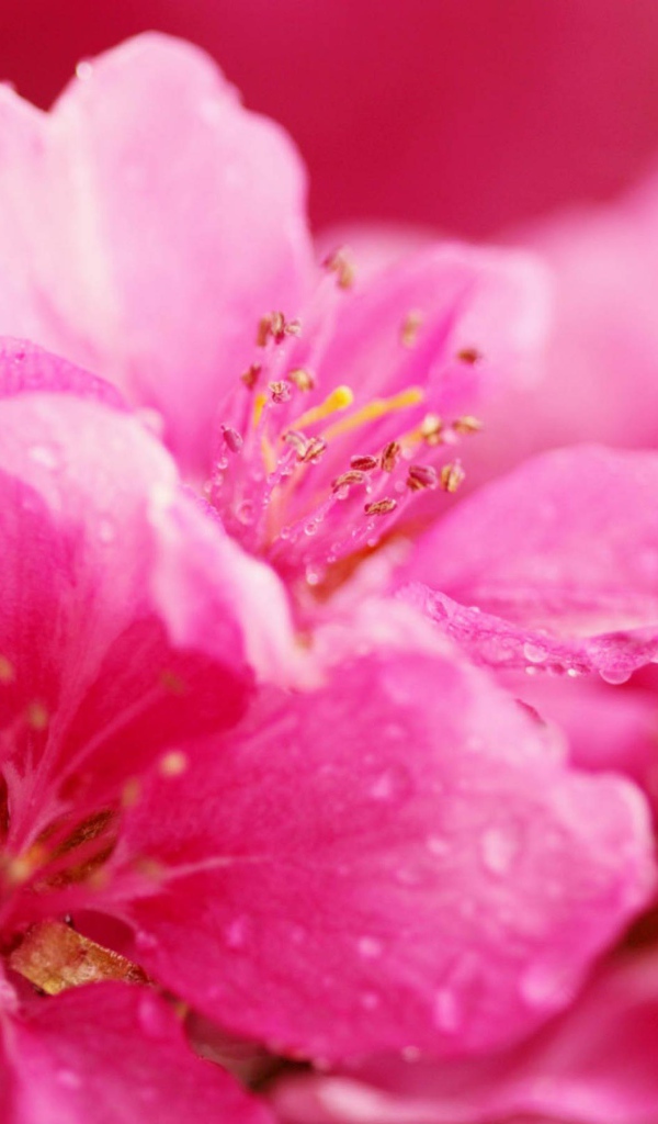 Весенние розовые цветы