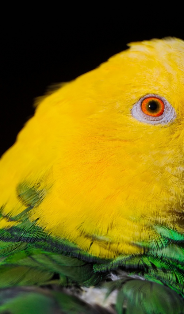 Двухцветный попугай