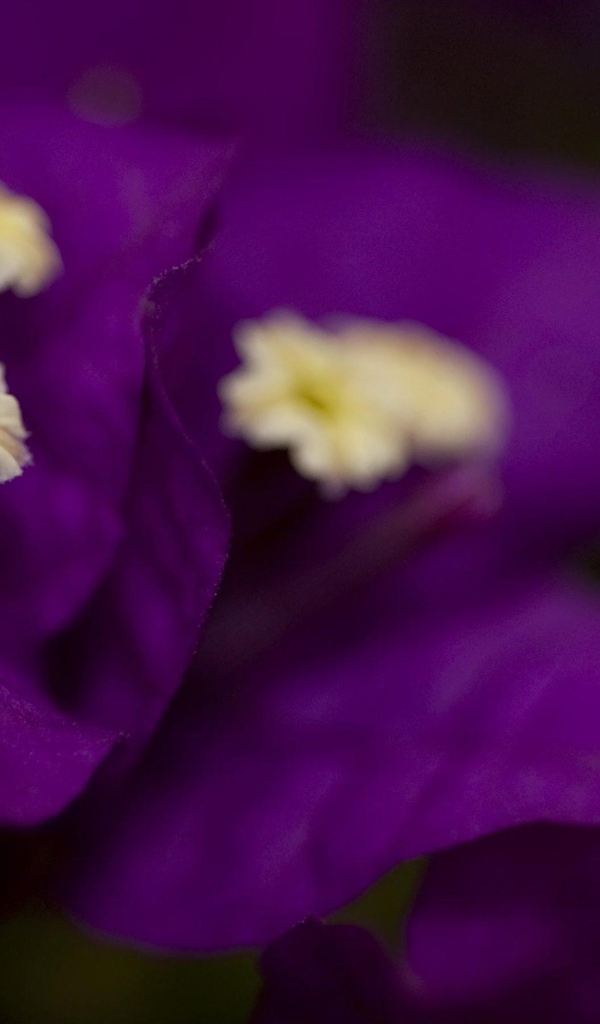 Фиолетовые цветочки