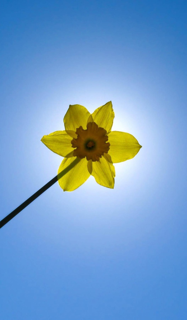 Желтый цветок на фоне неба