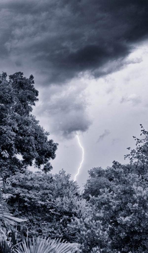 Молния в лесу