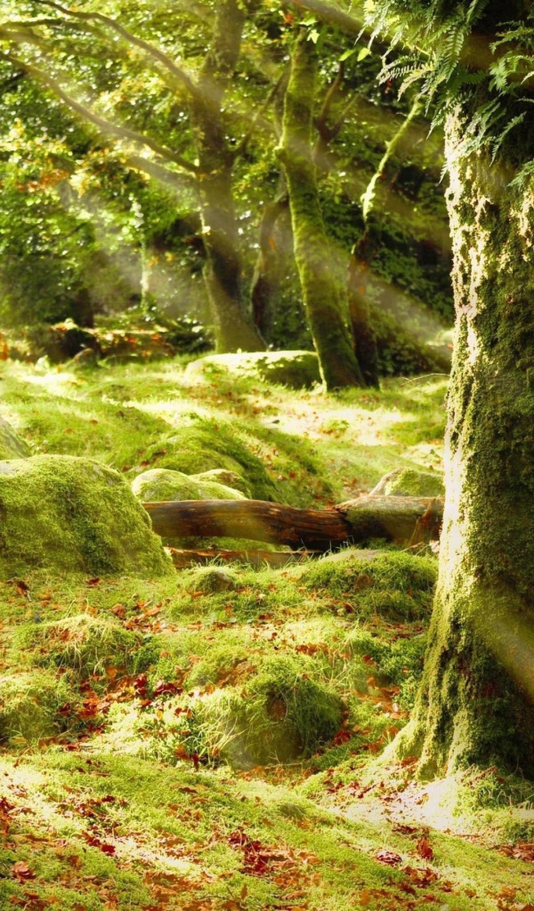 Солнечные лучи в лесу