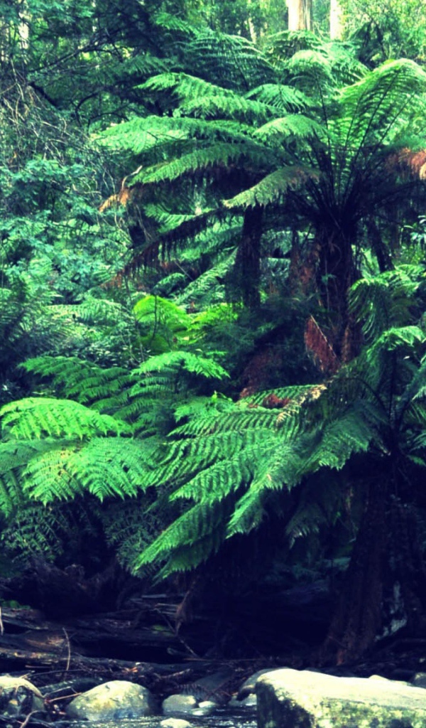 Лес в тропиках