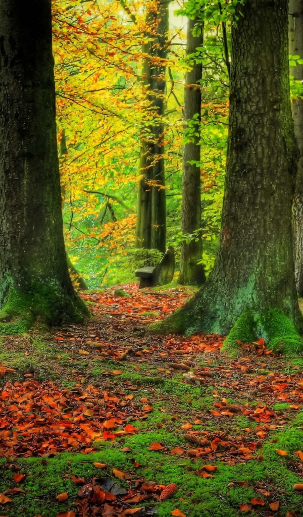 Стволы деревьев