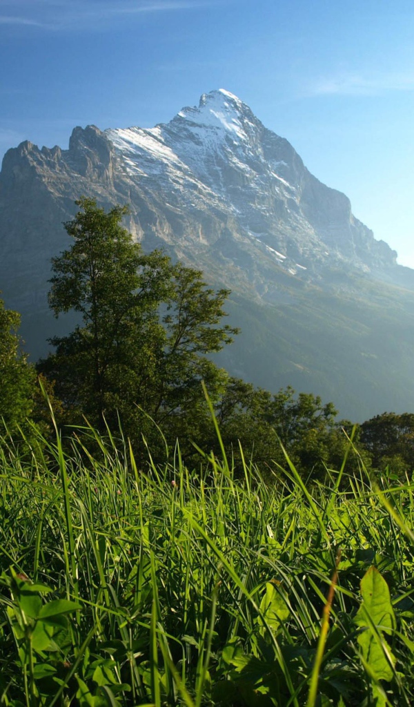 Горы и деревья