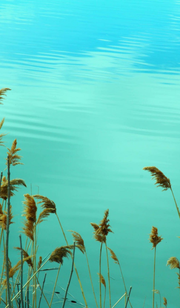 Растения у воды