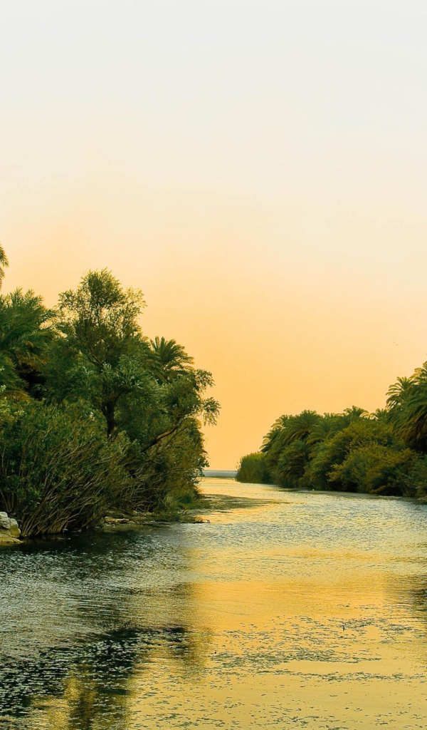 Река и пальмы