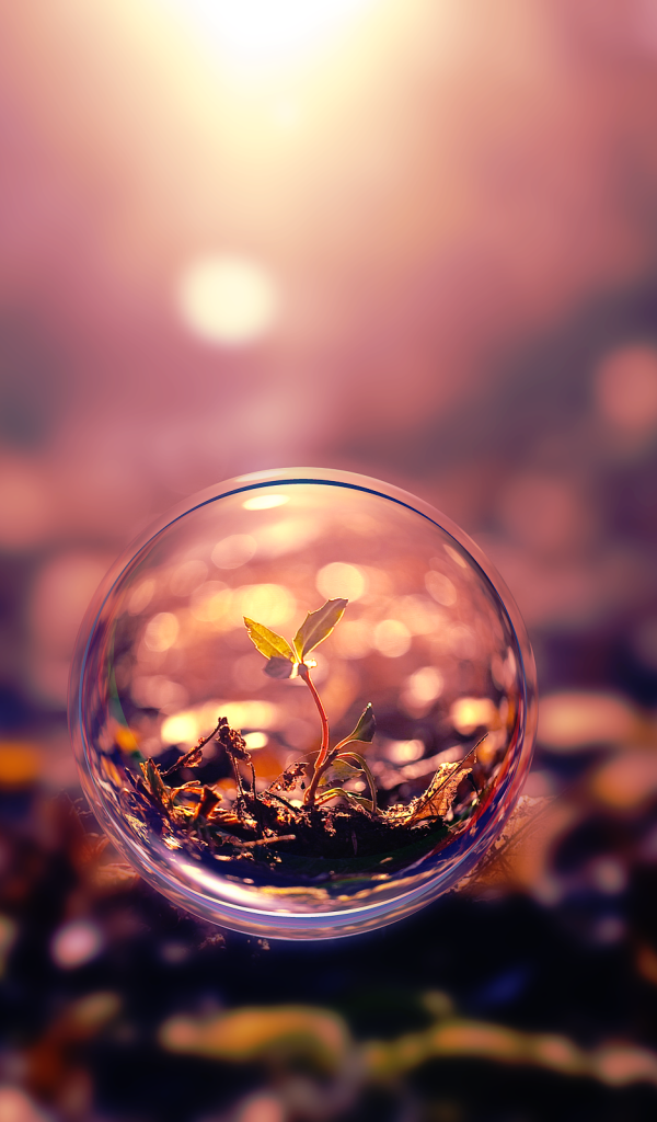 Росток под стеклом