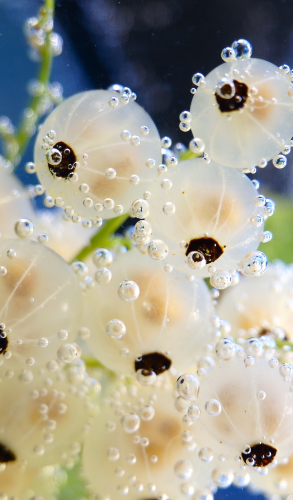 Белая смородина