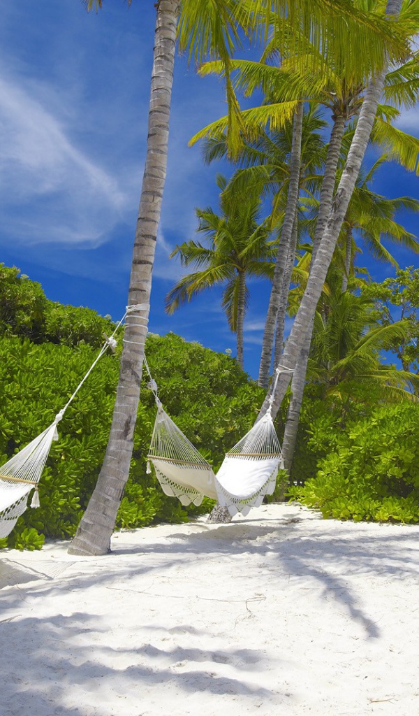 Гамаки подвешены на пальмах