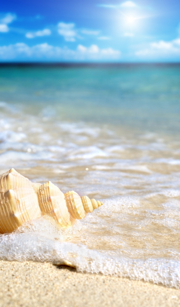 Ракушка у моря