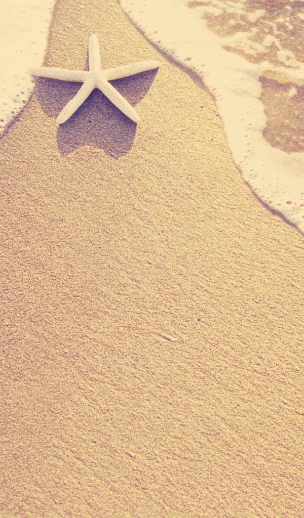 Морская звезда на пляже