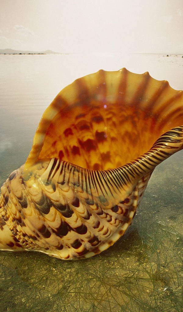 Морская ракушка на песке