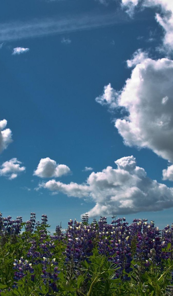 Плывущие над лесом облака