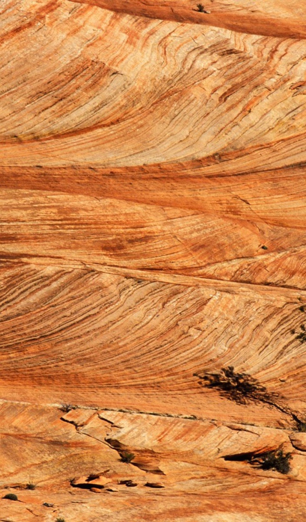 Одинокая сосна в пустыне