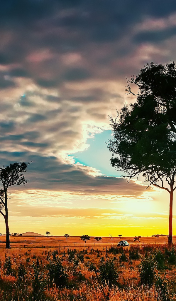 Деревья в африканской саванне