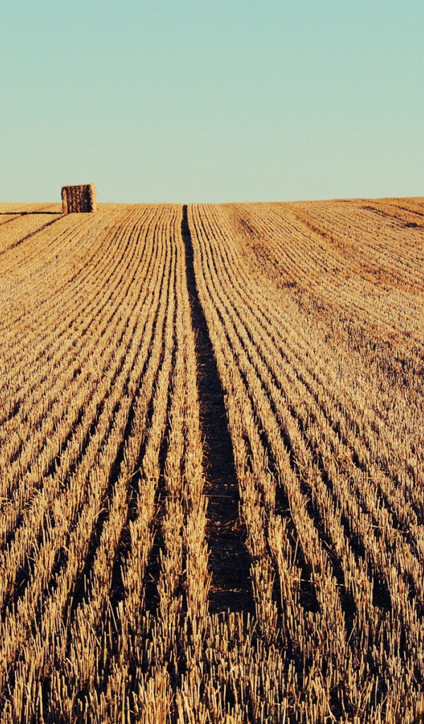 Осень скошенное поле