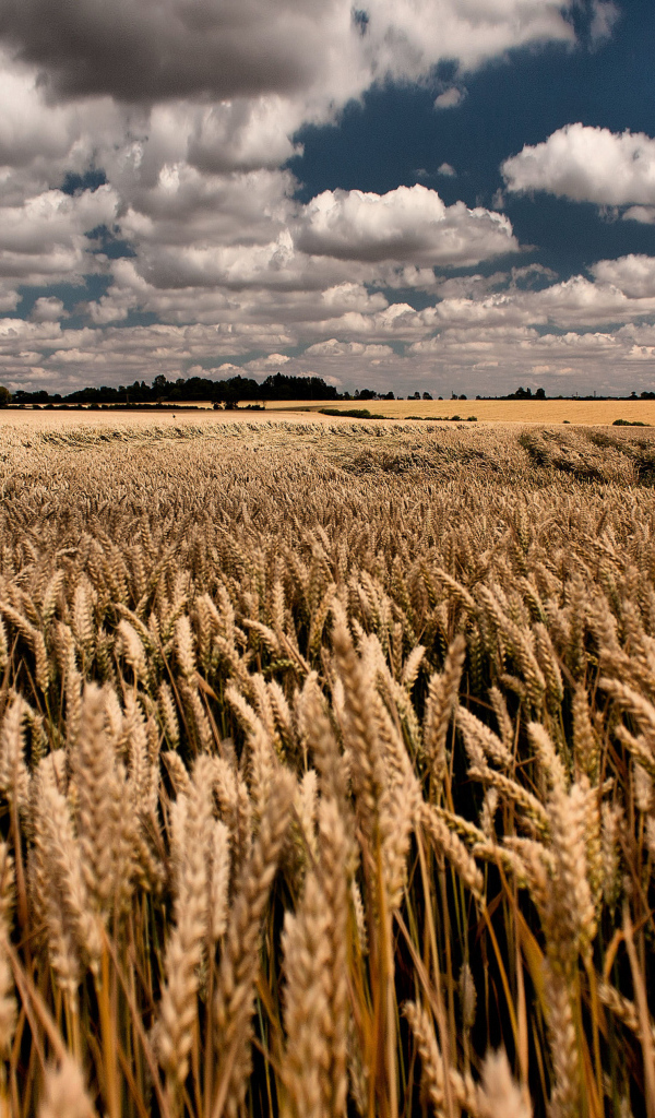 Облачное небо над полем пшеницы