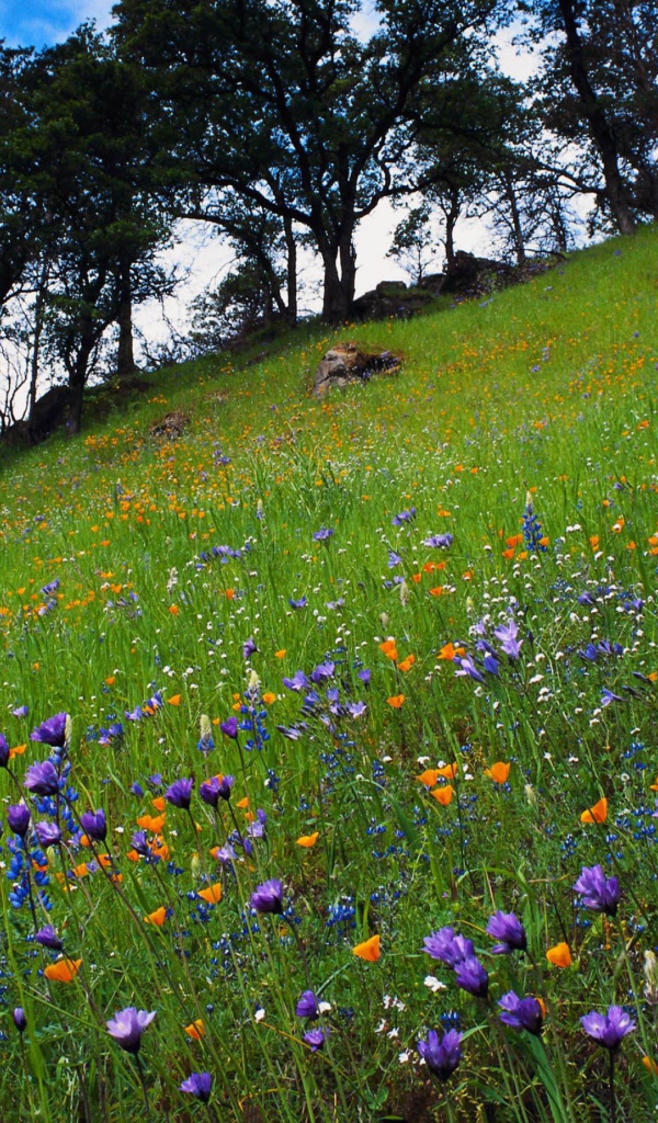 Цветочный склон