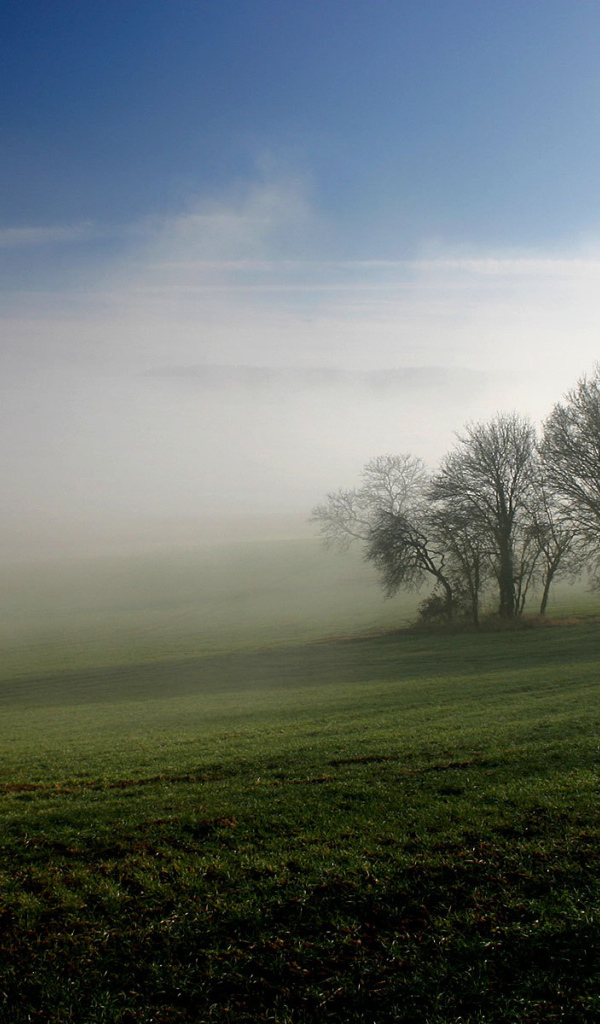 Туманное утро на поле