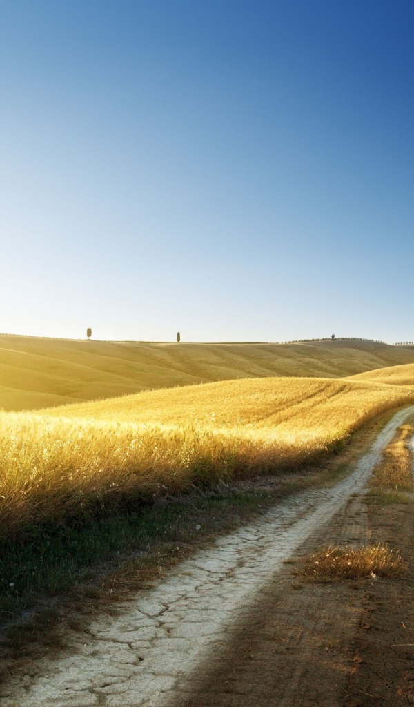 Золотые поля