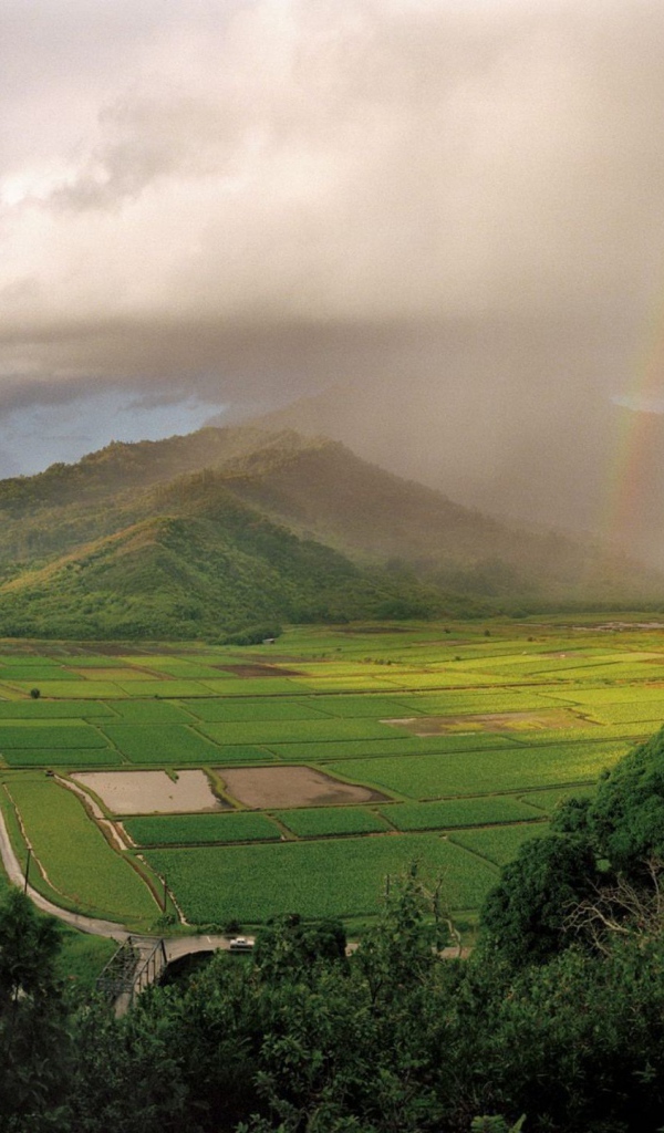 На Гавайях дождь