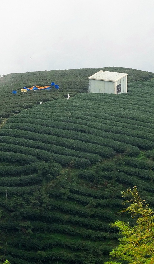 Горные плантации