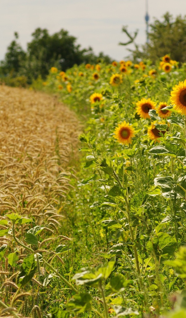 Подсолнечник и пшеница