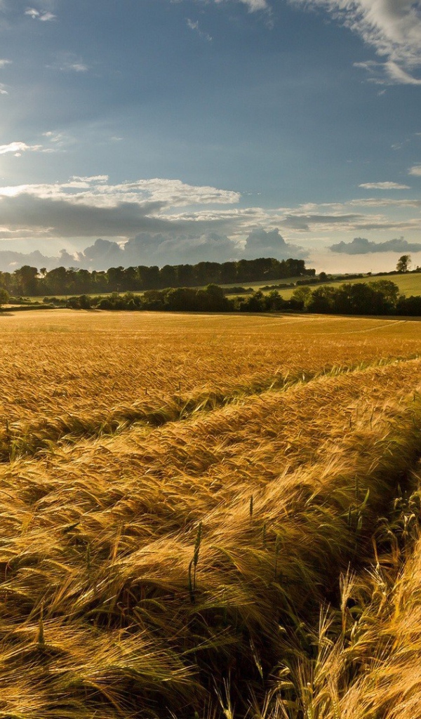 Восход солнца над полем