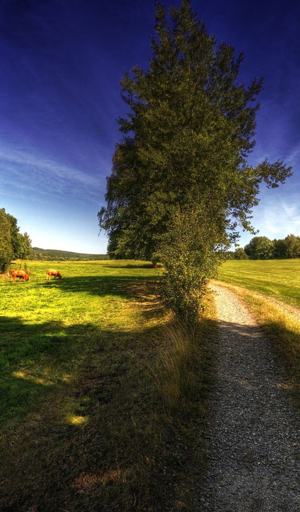 Дорога на поле