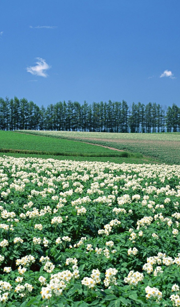 Японские цветущие поля