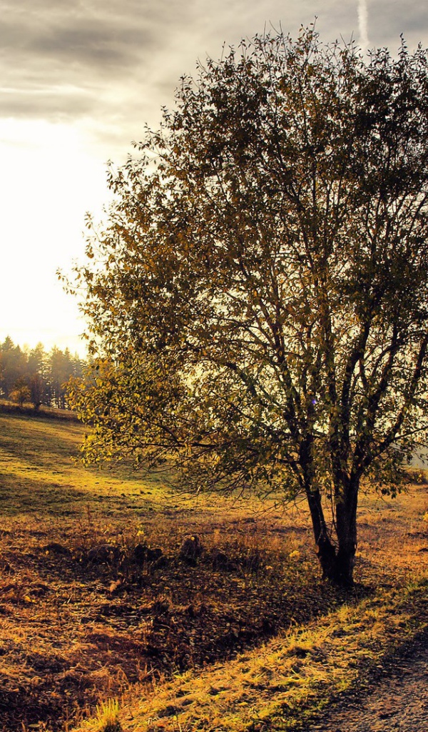 Деревенский пейзаж на закате