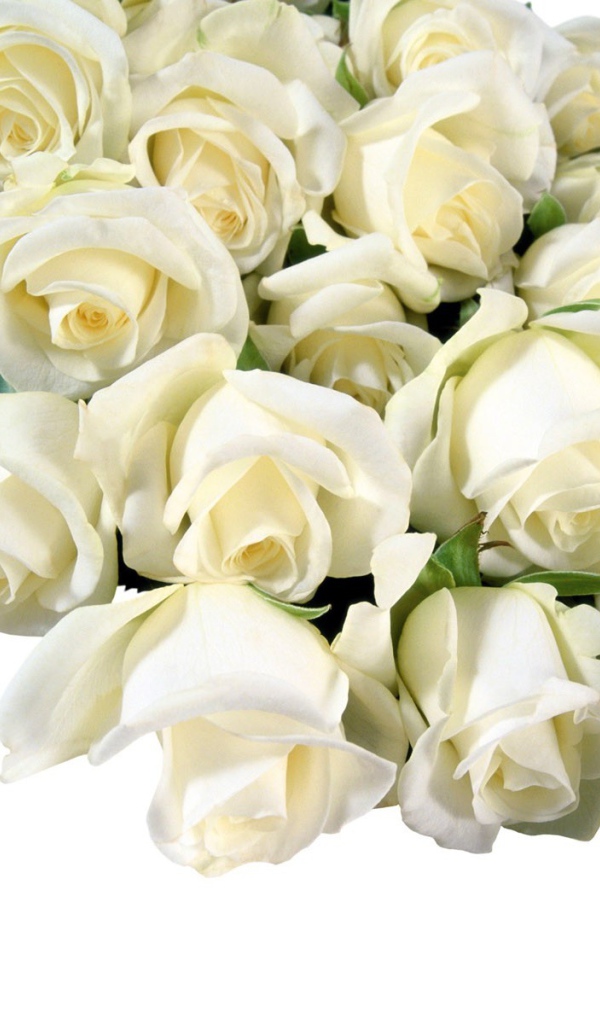 Букет белых роз