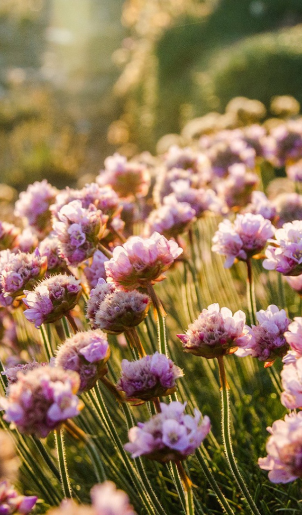 Море цветов