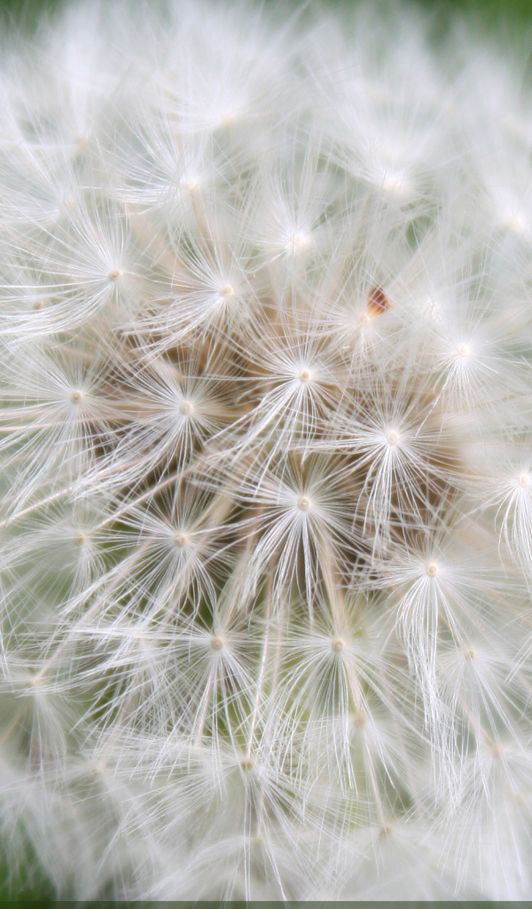 Большой одуванчик