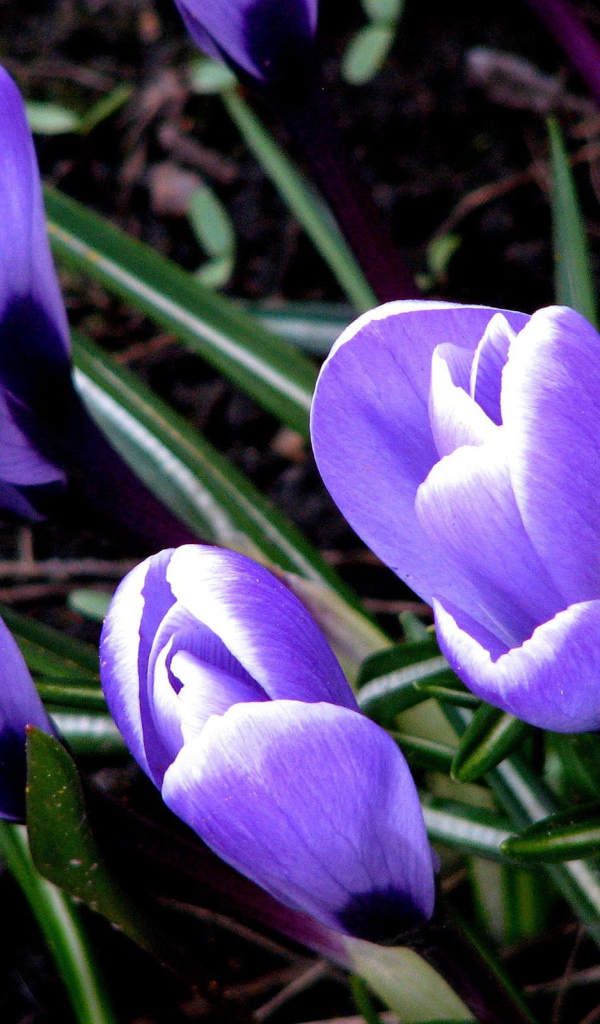 Цветут Крокусы