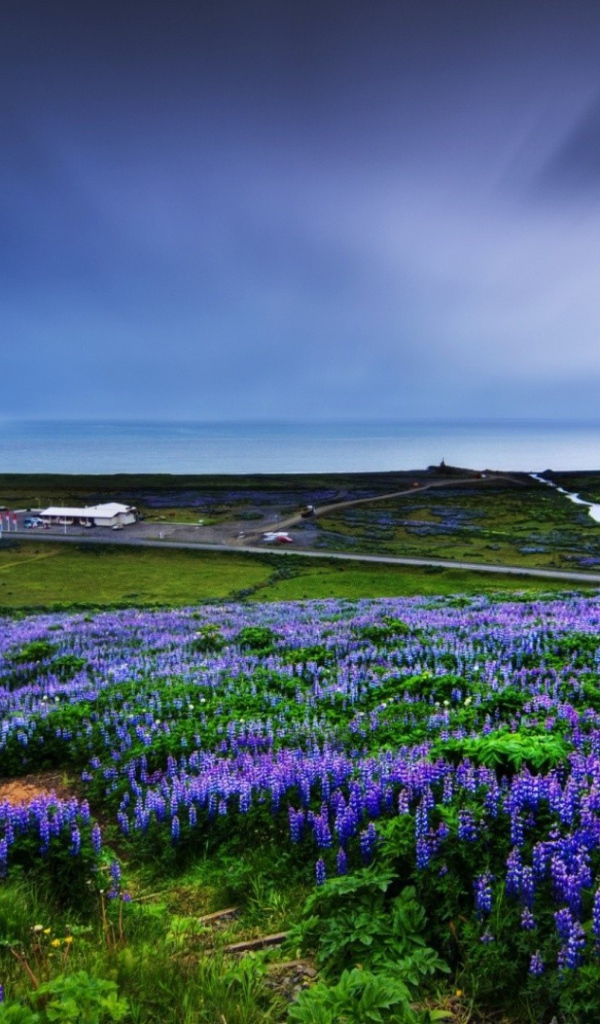 Цветет люпин