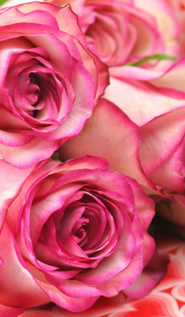 Букет роз лежит на коробке