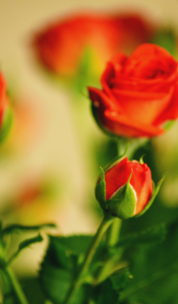 Букет роз с бутоном и листьями